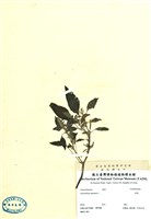 藏品(刺莧)的圖片